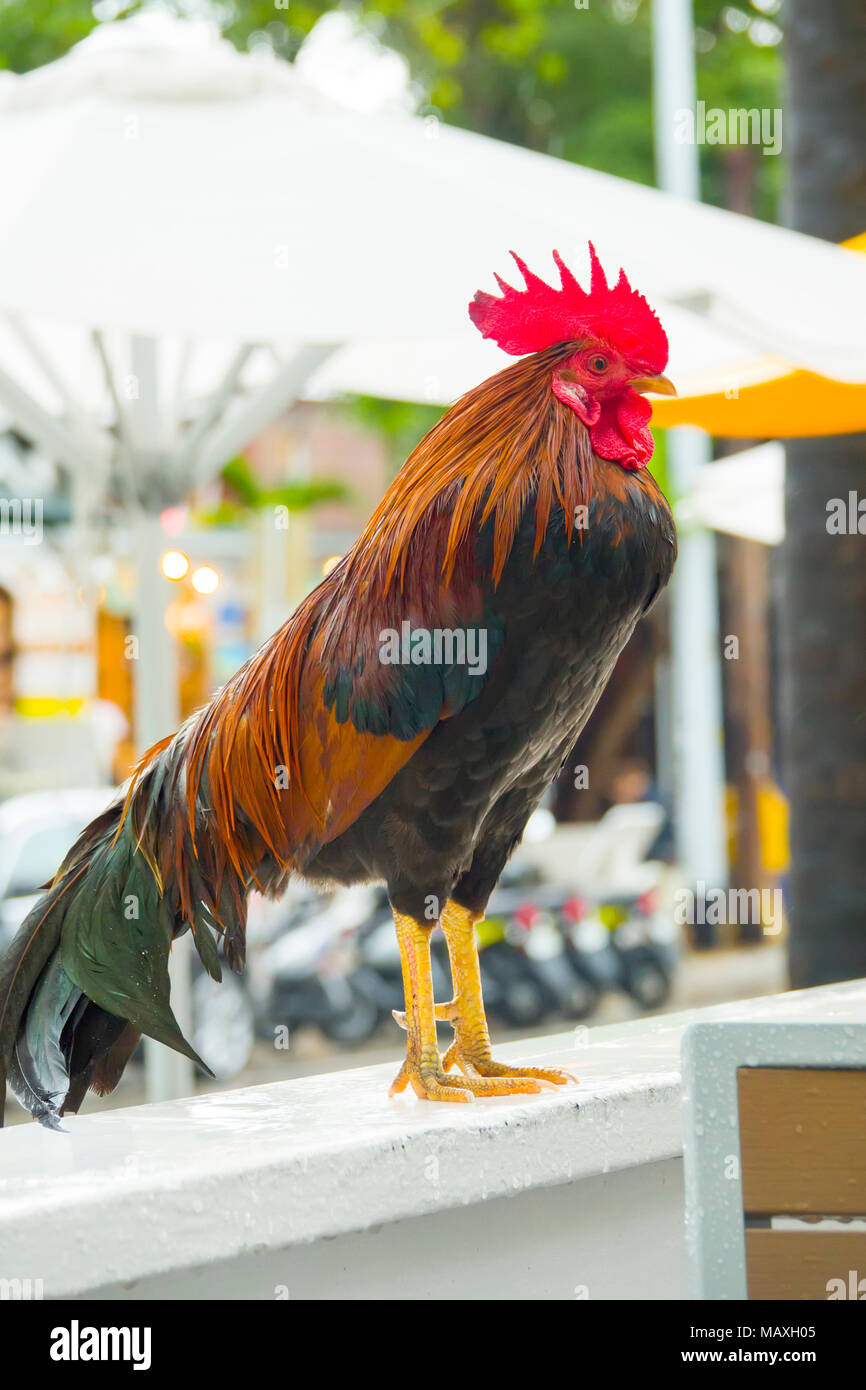Key West Florida poulet coq mascotte emblématique de la ville Banque D'Images