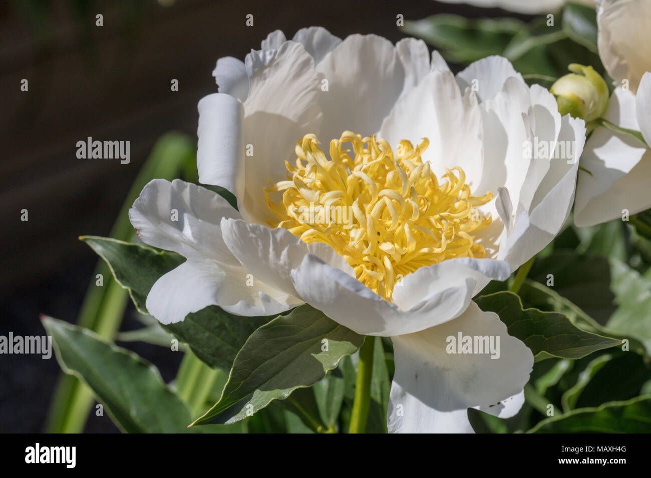 'Krinkled White' jardin commun, Luktpion la pivoine (Paeonia lactiflora) Banque D'Images