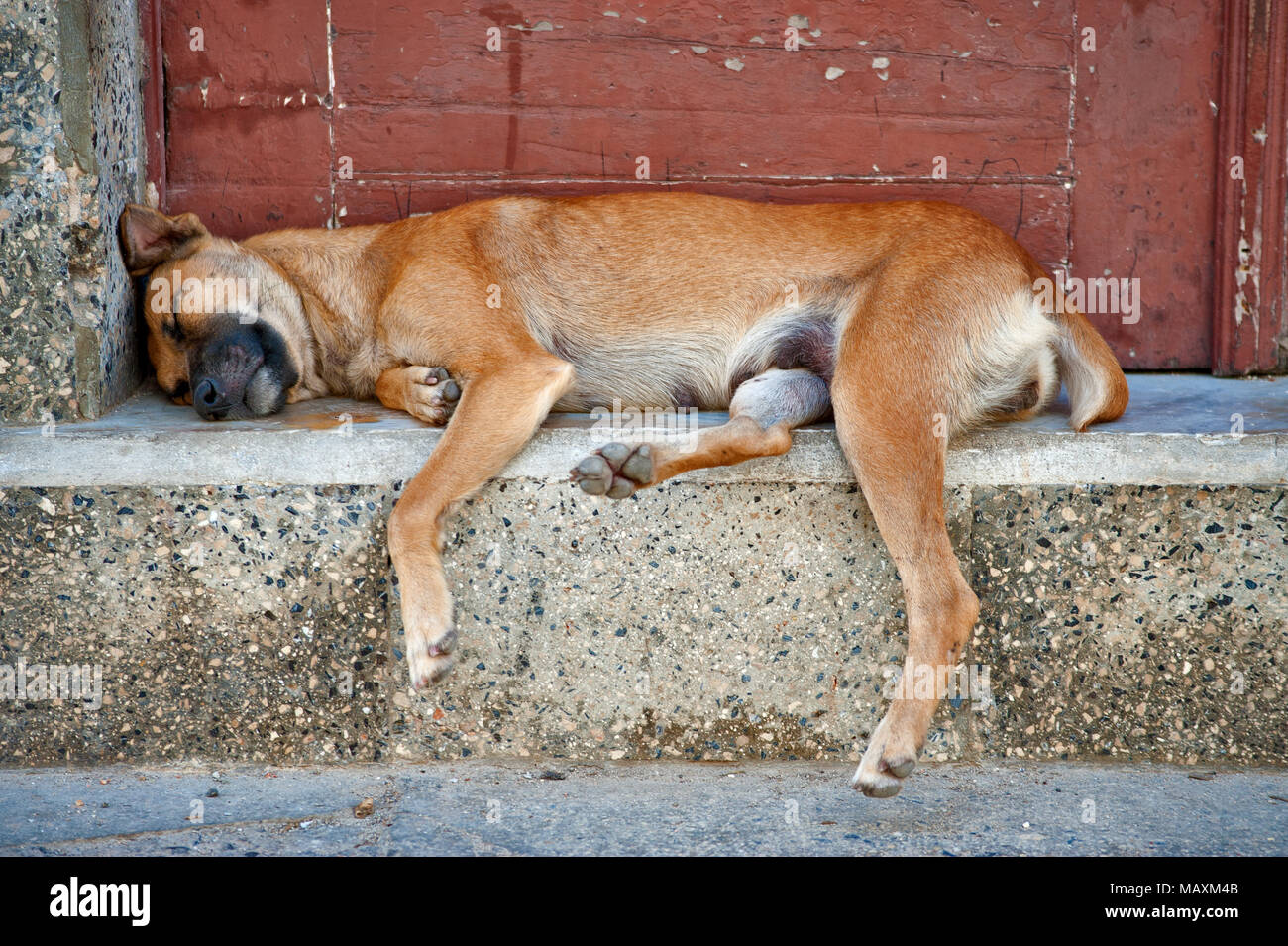 Couchage chiens errants dans les rues de La Havane Banque D'Images