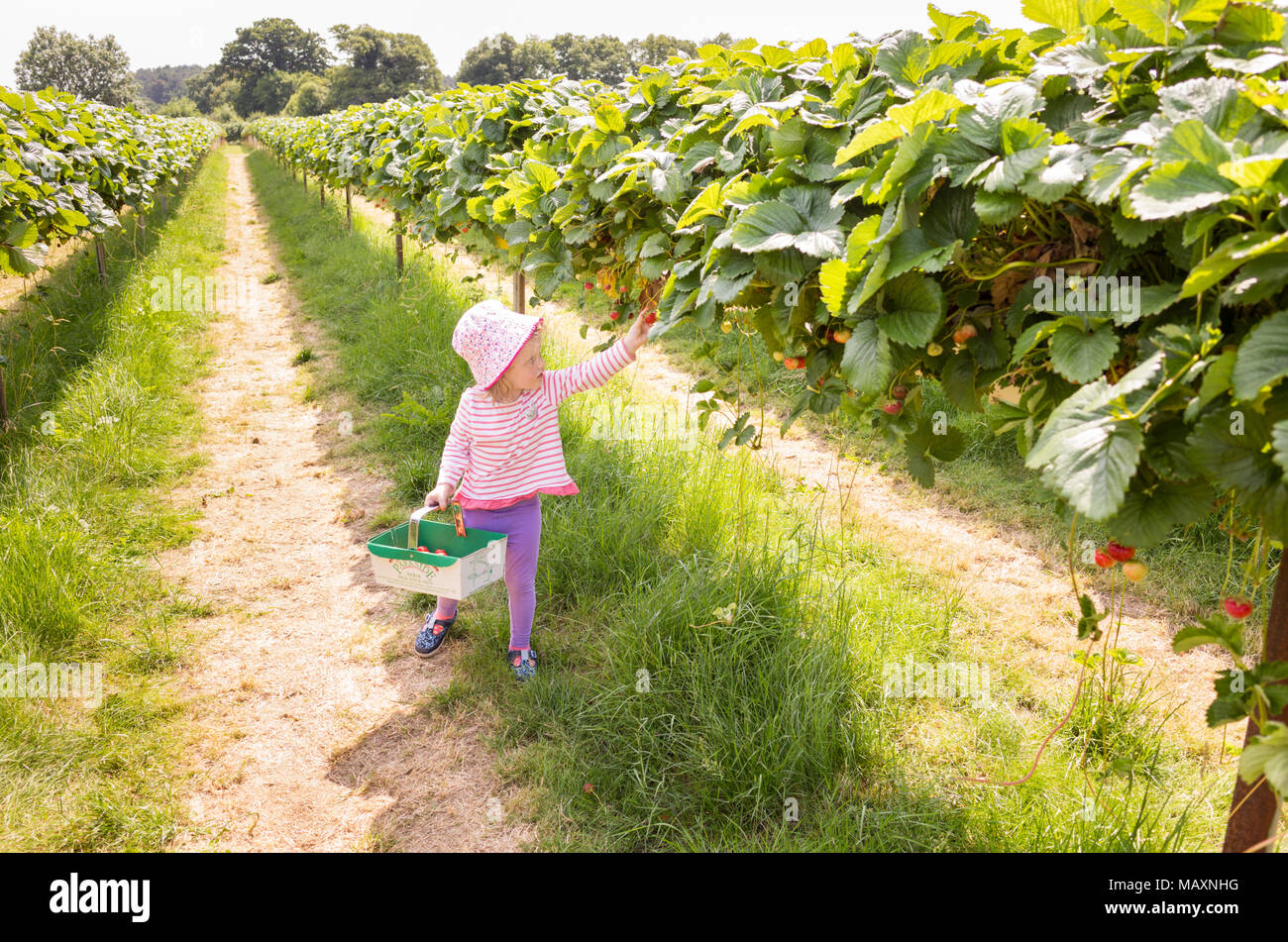 Enfant de trois ans la cueillette des fraises à Parkside Farm Autocueillette, Enfield, Londres, UK Banque D'Images