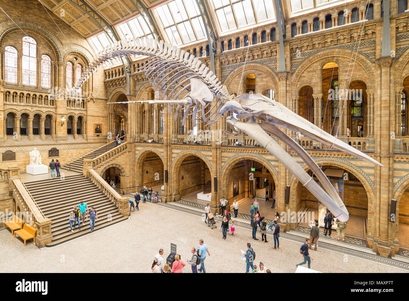 25 mètres de squelette de rorqual bleu dans le hall principal de la Natural History Museum, London, UK Banque D'Images