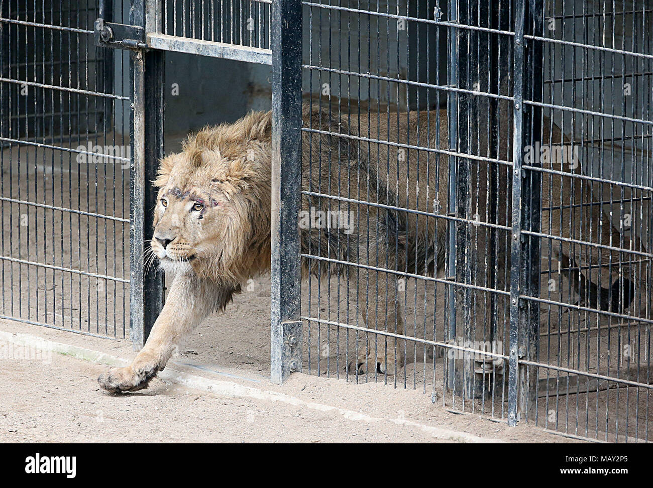 05 avril 2018, Allemagne, Cologne : Newbie Navin entre dans l'enclos au Zoo de Cologne. Jeune lion Navin a été amenées d'Aalborg au Danemark au début de mars. Photo : Oliver Berg/dpa Banque D'Images