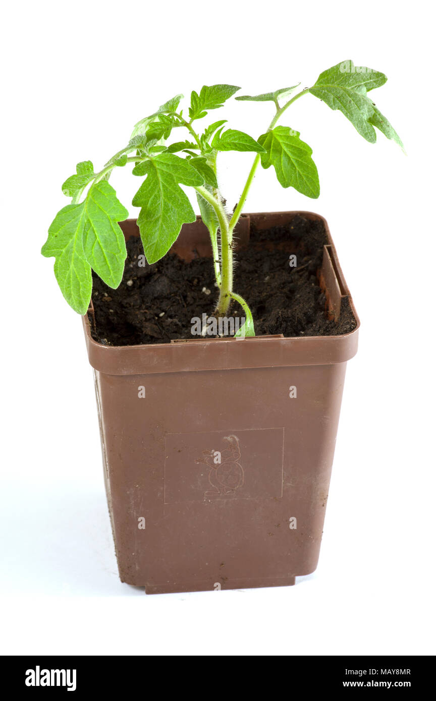 Les jeunes plants de tomates cultivés à l'intérieur dans des pots pour plantation en jardin Banque D'Images