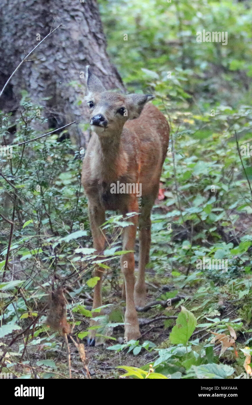 Bebe Faon Cerf Mulet Dans Les Montagnes Rocheuses A L Ouest Des Etats Unis Photo Stock Alamy Bebe Faon Cerf Mulet Dans Les Montagnes Rocheuses A L Ouest Des Etats Unis Photo Stock Alamy