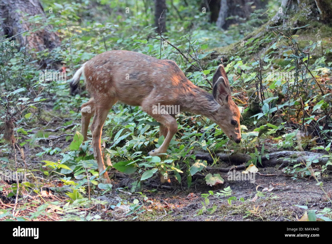 Bebe Faon Cerf Mulet Dans Les Montagnes Rocheuses A L Ouest Des Etats Unis Photo Stock Alamy Bebe Faon Cerf Mulet Dans Les Montagnes Rocheuses A L Ouest Des Etats Unis Photo Stock Alamy