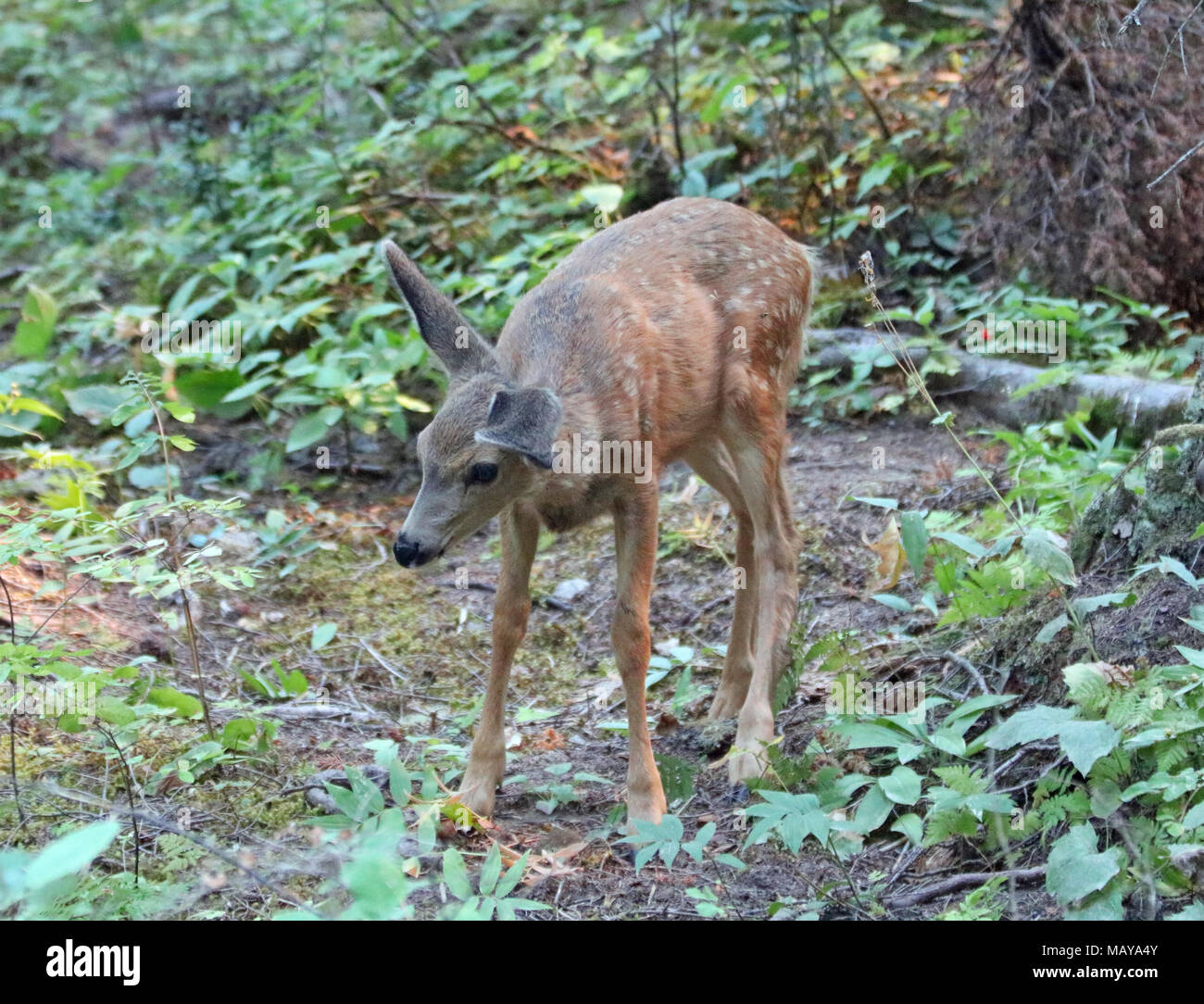 Floppy Eared Bebe Faon Cerf Mulet Dans Les Montagnes Rocheuses A L Ouest Des Etats Unis Photo Stock Alamy