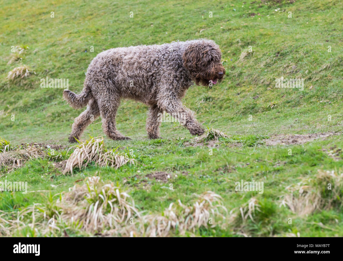 Vue latérale d'un chien d'eau Espagnol marche (Perro de Agua Español) dans la campagne au Royaume-Uni. Banque D'Images