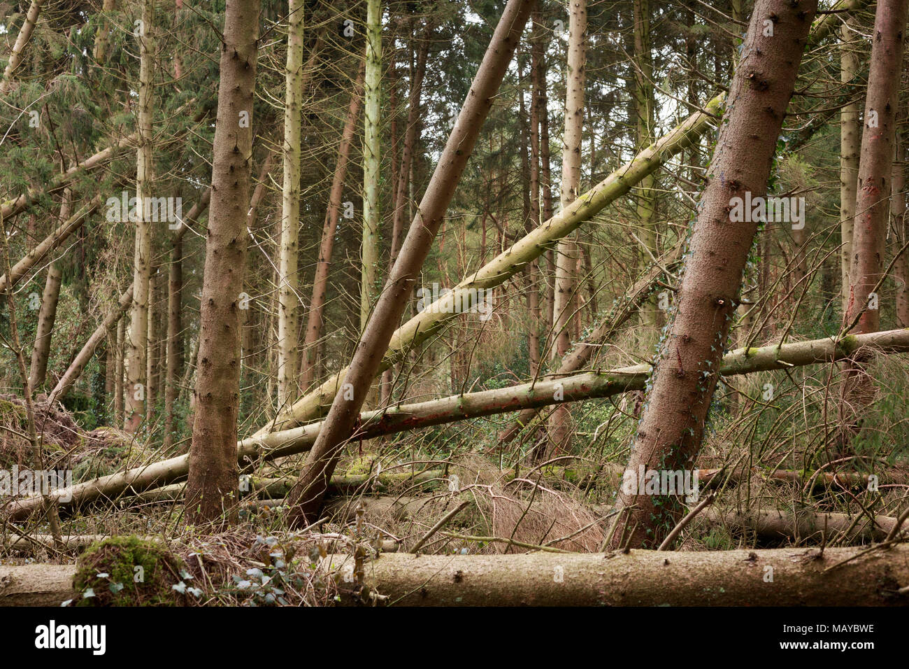 Les arbres morts et endommagé par suite de mauvais temps avec des vents forts à l'ouest du pays de Galles en bois noir Covert au début de 2018 Banque D'Images