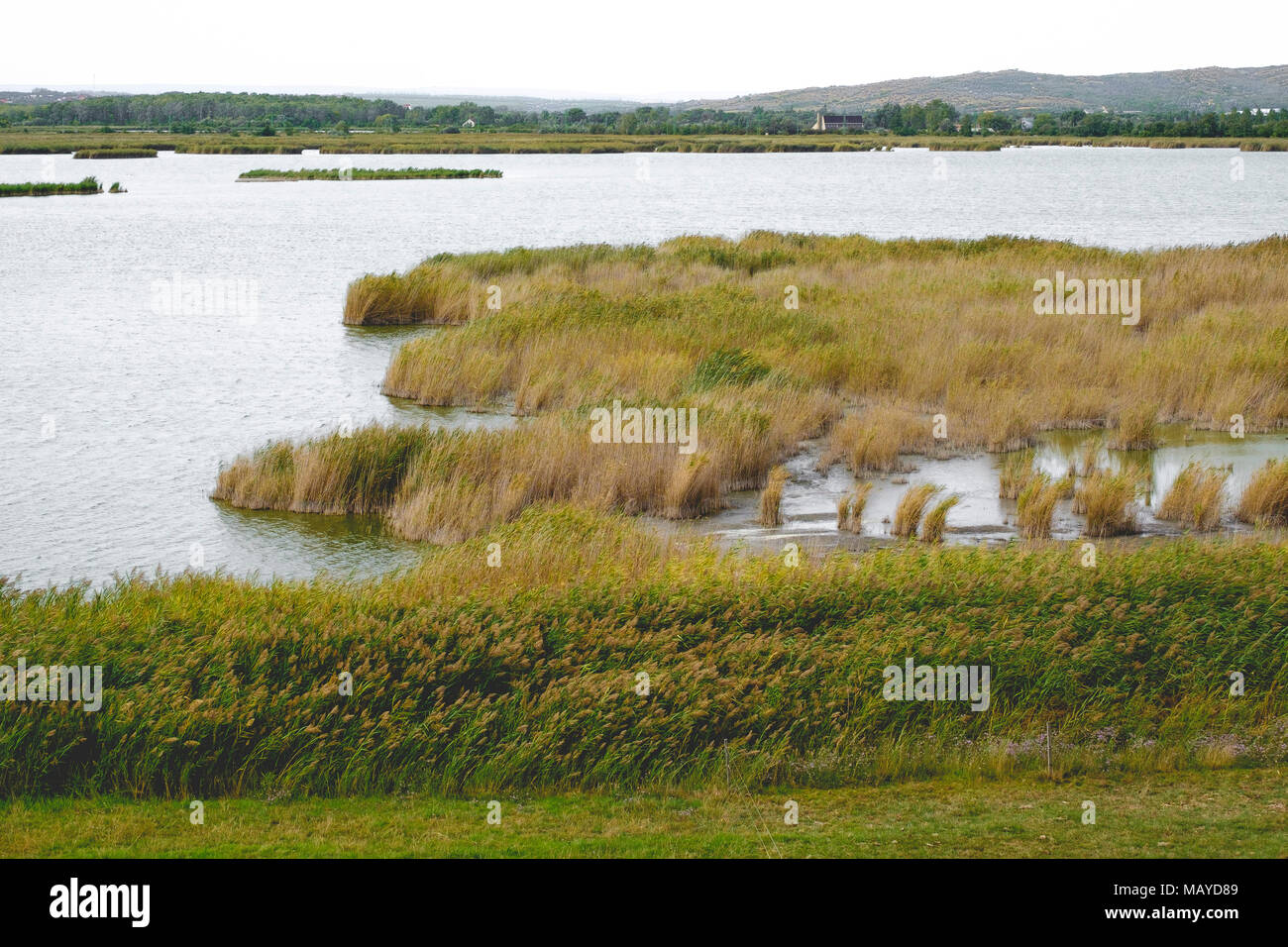 Flexion Reed dans le vent sur un lac dans une zone marécageuse Banque D'Images