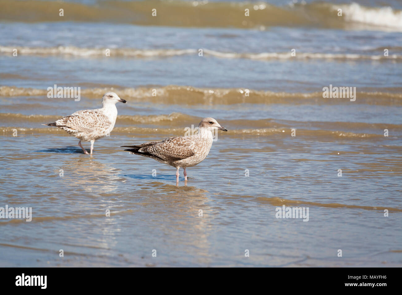 Deux mouettes à l'alimentation au disjoncteur de la plage de la mer du Nord Banque D'Images