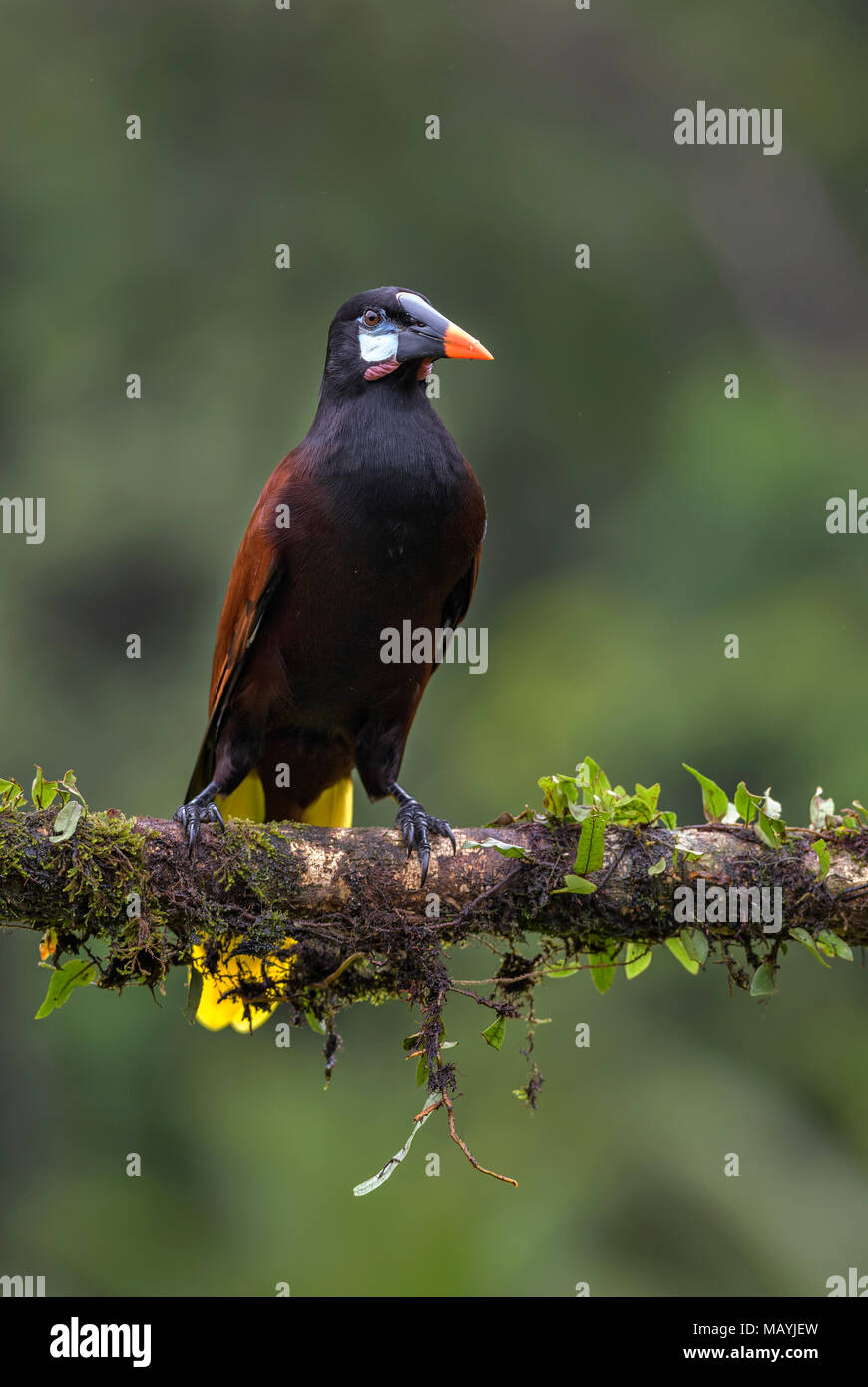 Montezuma Psarocolius Montezuma Oropendola -, beau brun oiseau d'Amérique centrale, Costa Rica. Banque D'Images