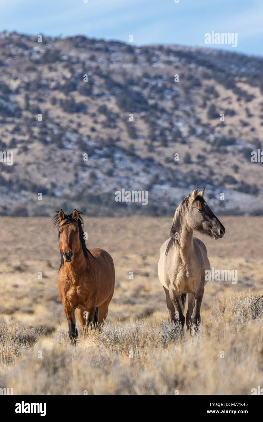 Etalons de chevaux sauvages dans le désert de l'Utah Banque D'Images