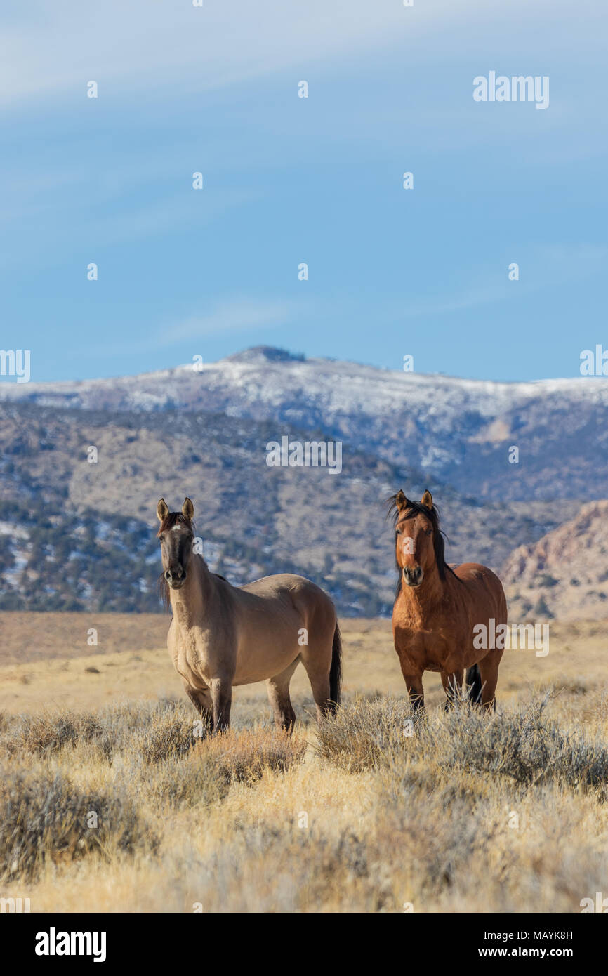 Etalons de chevaux sauvages dans le désert de l'Utah Banque D'Images