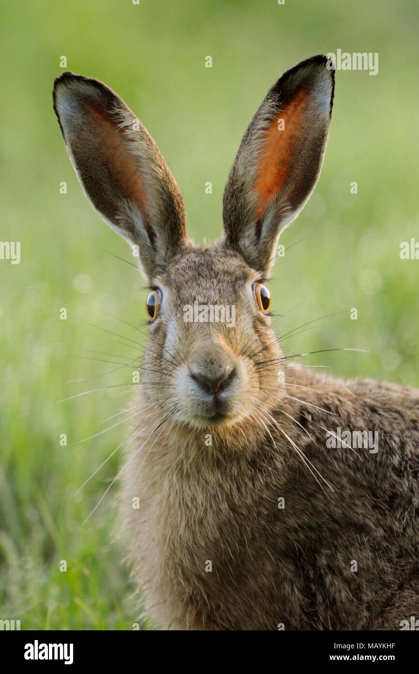 Lièvre brun / lièvre européen / Feldhase ( Lepus europaeus ) regarder surpris, funny close up, portrait, détaillée vue frontale, la faune, l'Europe. Banque D'Images