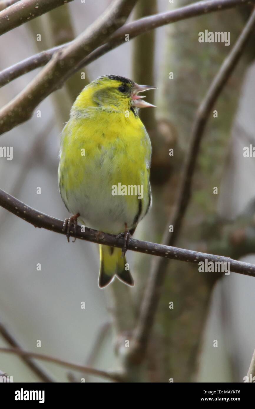 Tarin avec bec ouvert dans un arbre Banque D'Images