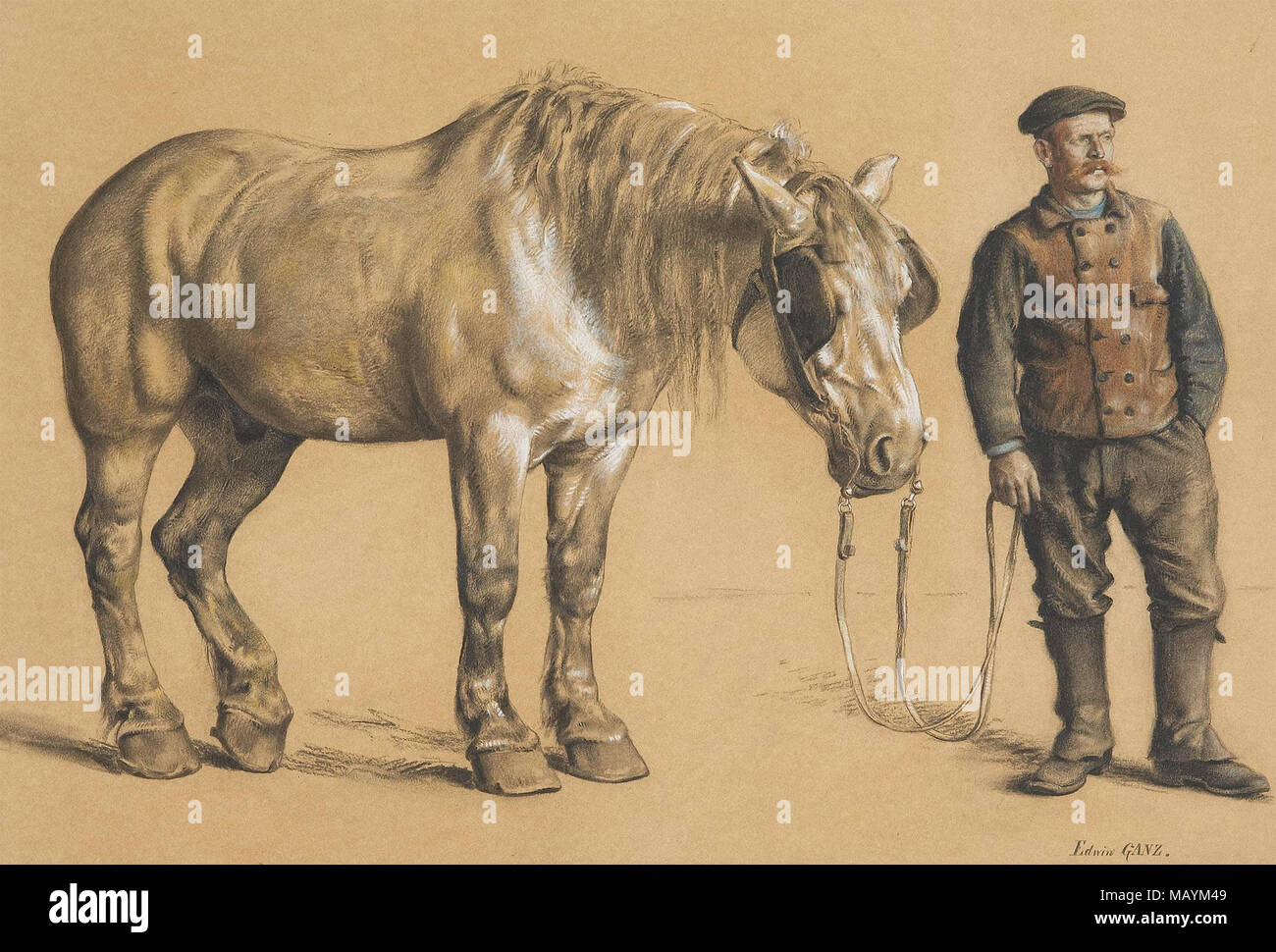 Edwin Ganz - Guider le cheval de Brabant Banque D'Images