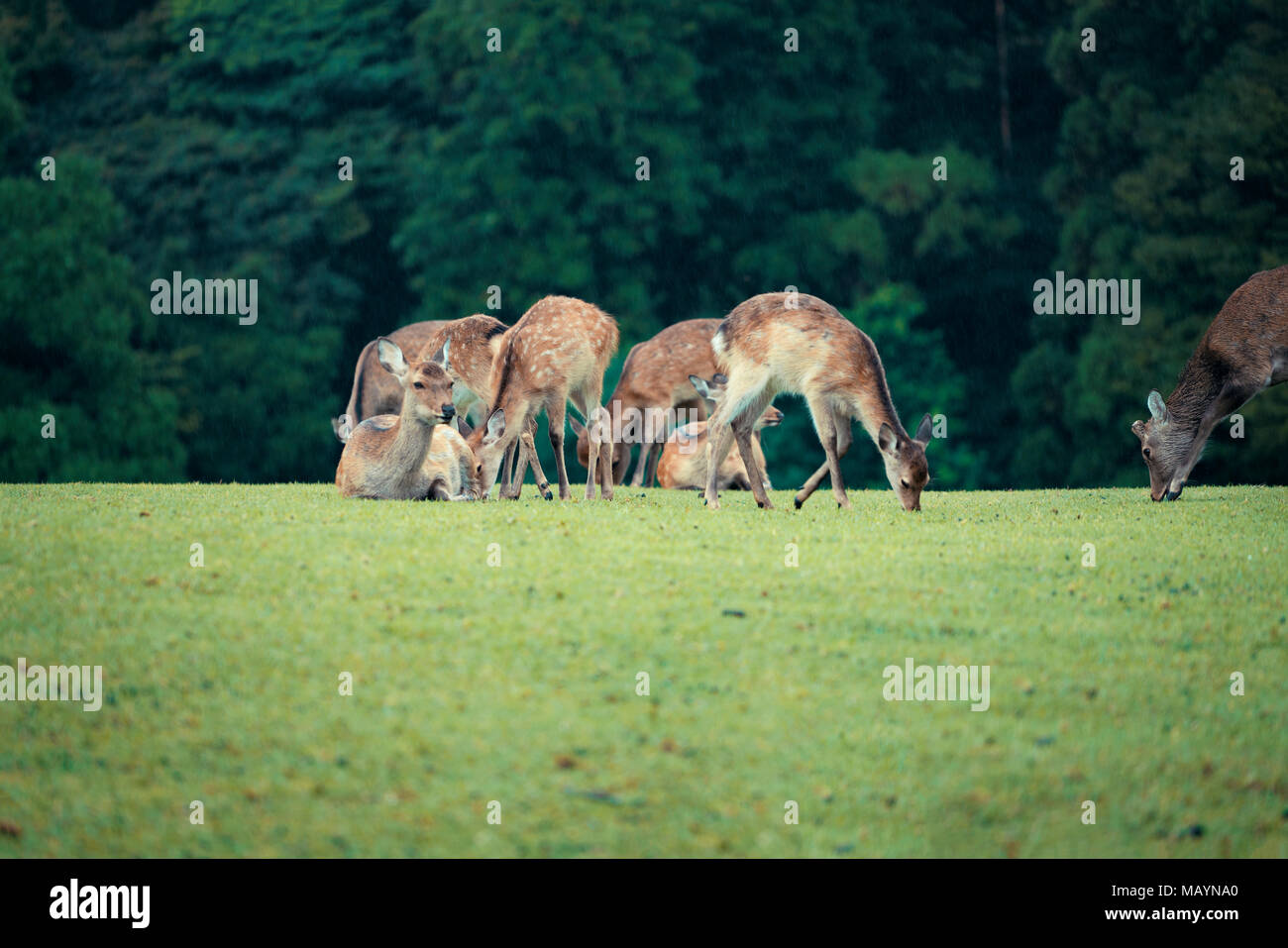 La faune du Parc de Nara daims dans la préfecture de Nara au Japon. Banque D'Images