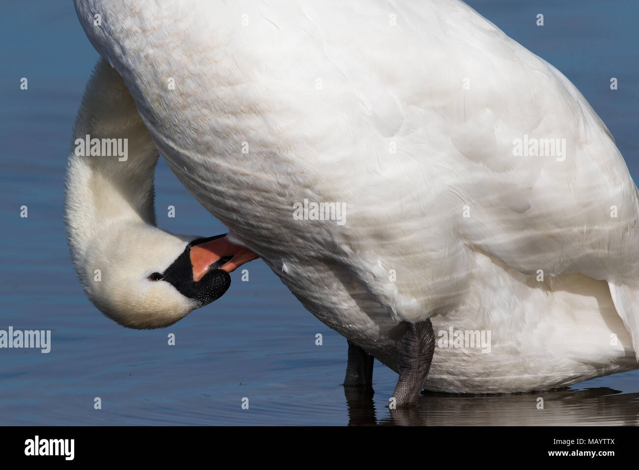 Portrait d'un adulte mute swan (Cygnus olor) se lissant ses plumes du ventre Banque D'Images