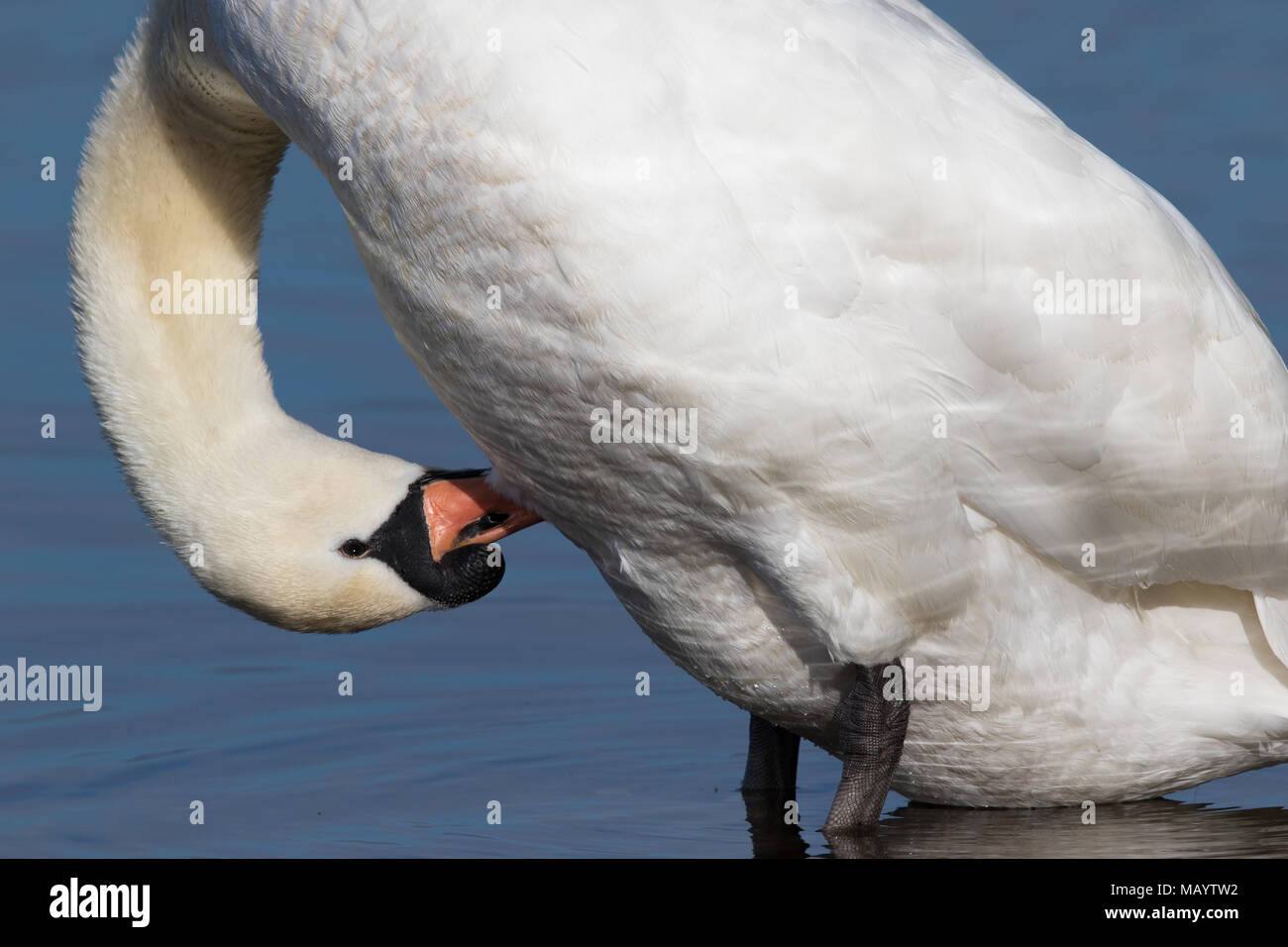 Portrait d'un adulte mute swan (Cygnus olor) se lissant ses plumes du ventre Banque D'Images
