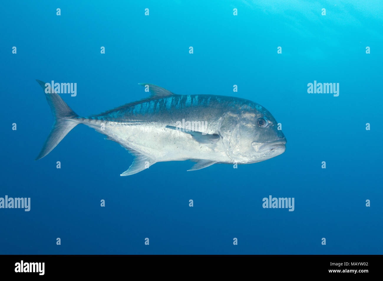 Poisson géant, Raja Ampat, Indonésie Banque D'Images