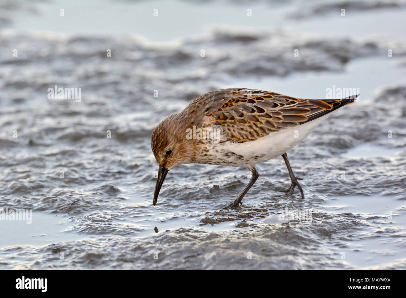 Le Bécasseau variable (Calidris alpina), à la recherche de nourriture dans la boue, le lac de Constance, Vorarlberg, Autriche Banque D'Images