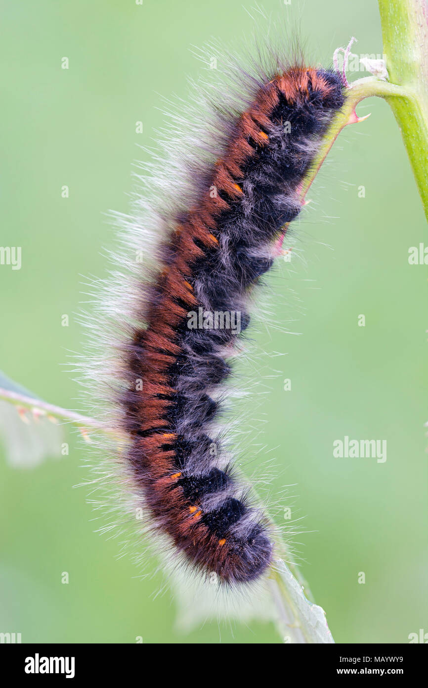 De Caterpillar Fox Moth (Macrothylacia rubi) sur la pale, Burgenland, Autriche Banque D'Images