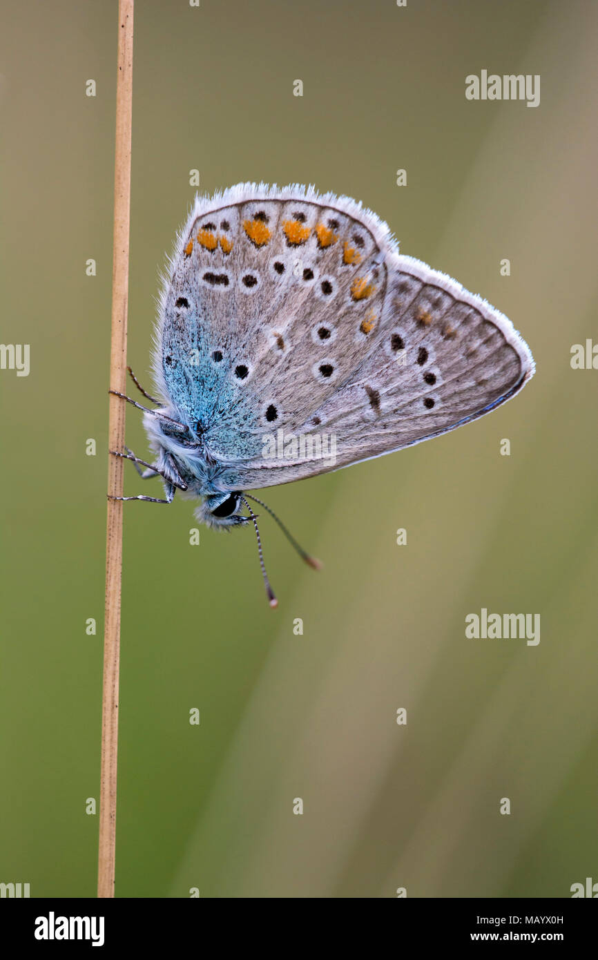 Papillon bleu commun (Polyommatus icarus) est assise sur la pale, Burgenland, Autriche Banque D'Images