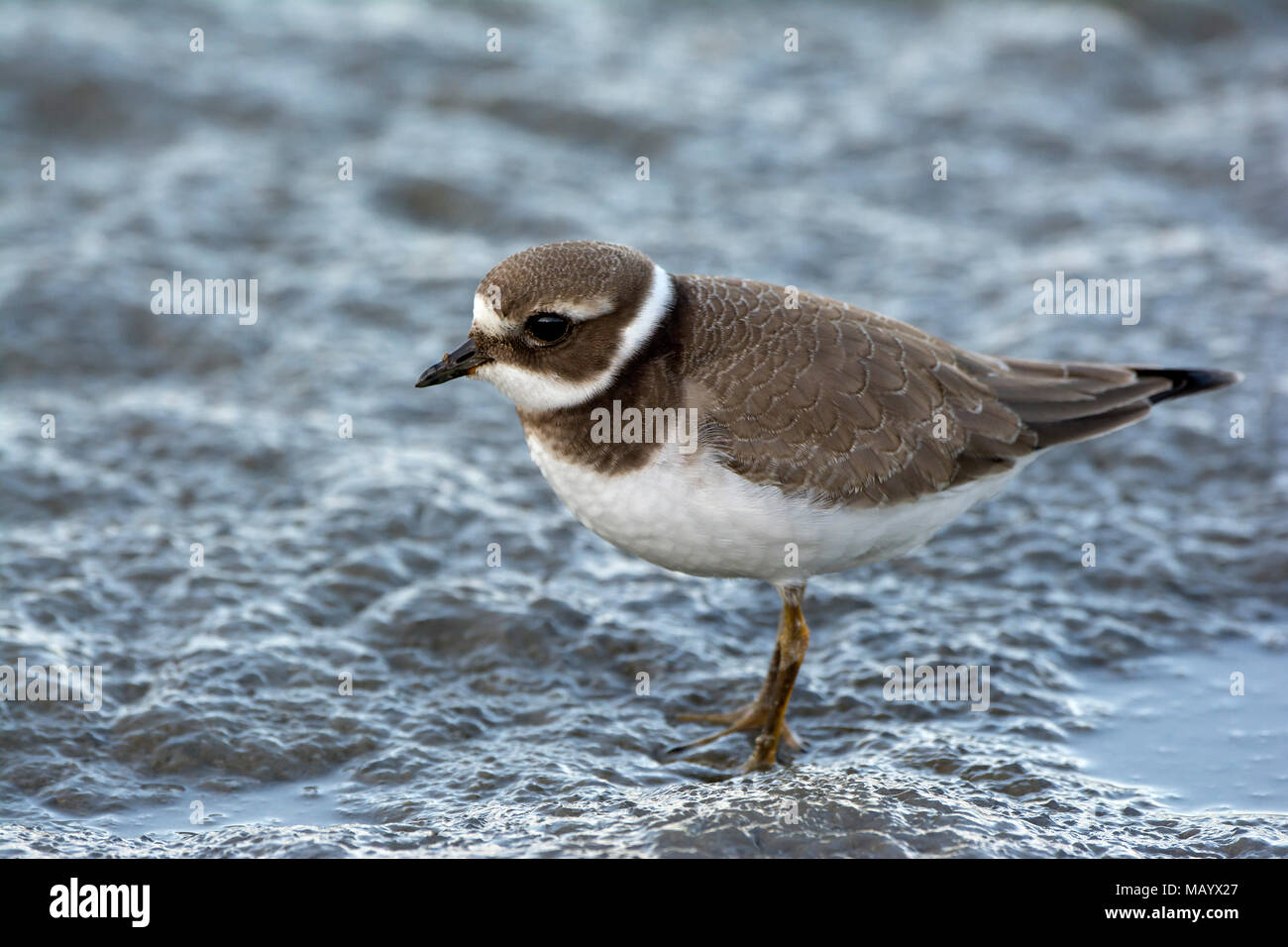 Ringed Plover (Charadrius hiaticula) situés dans la boue, le lac de Constance, Vorarlberg, Autriche Banque D'Images