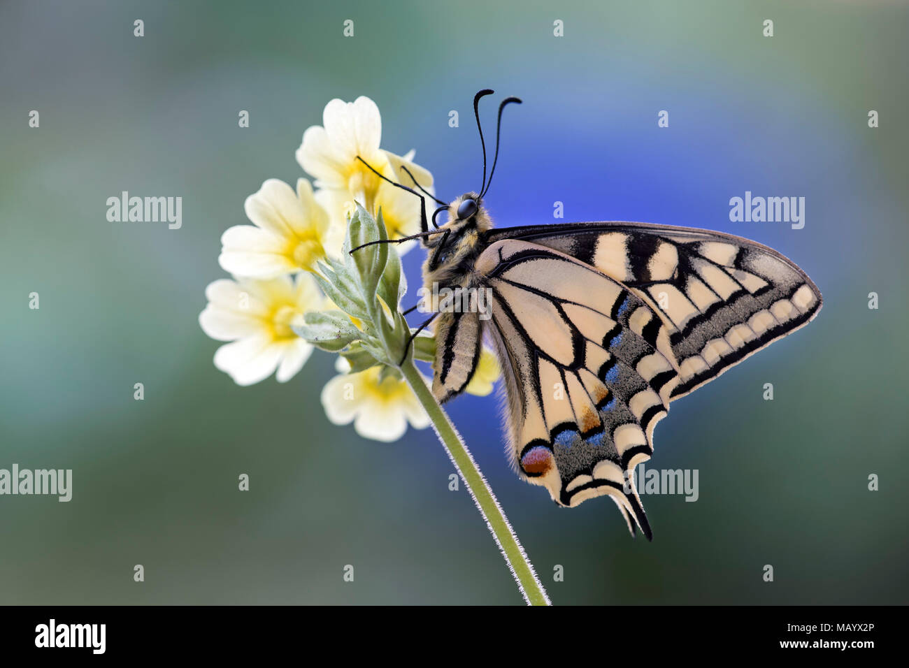 Papilio machaon), sur primrose, Tyrol, Autriche Banque D'Images