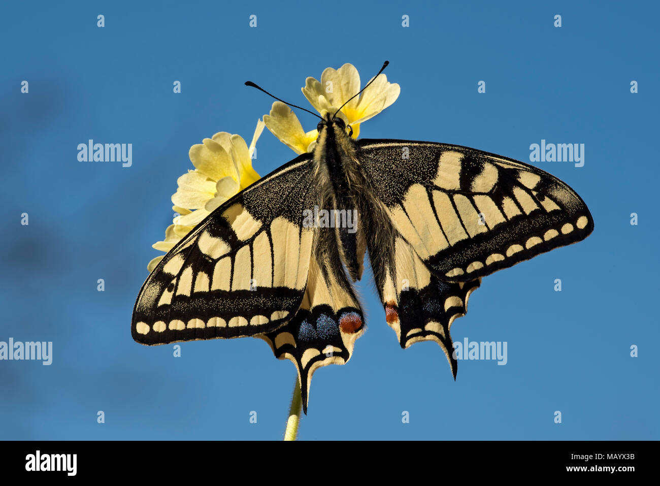 Papilio machaon) avec propagation les ailes sur primrose, Tyrol, Autriche Banque D'Images