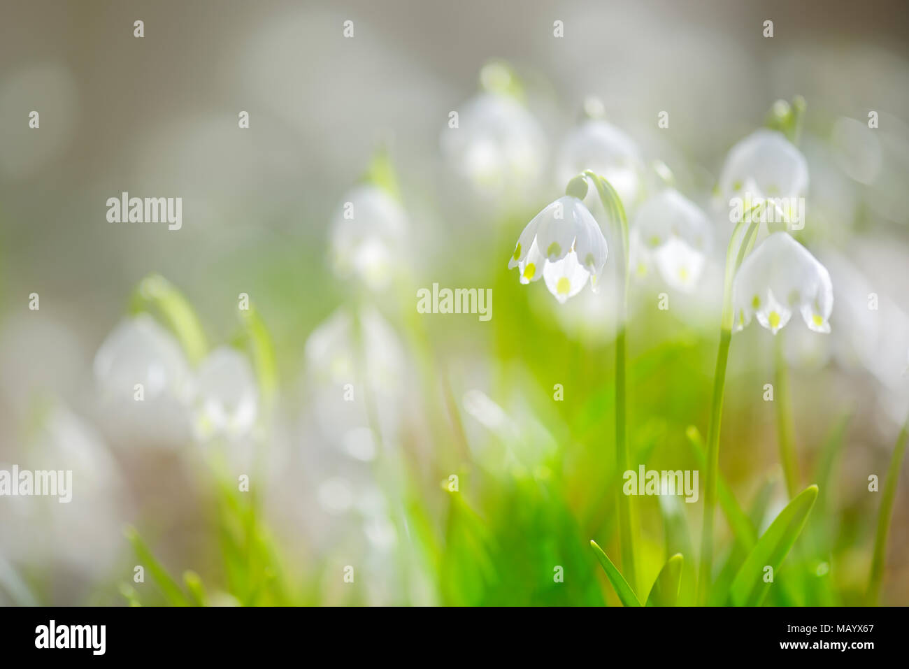 Printemps (Leucojum vernum) flocons, atmosphérique, Allemagne Banque D'Images