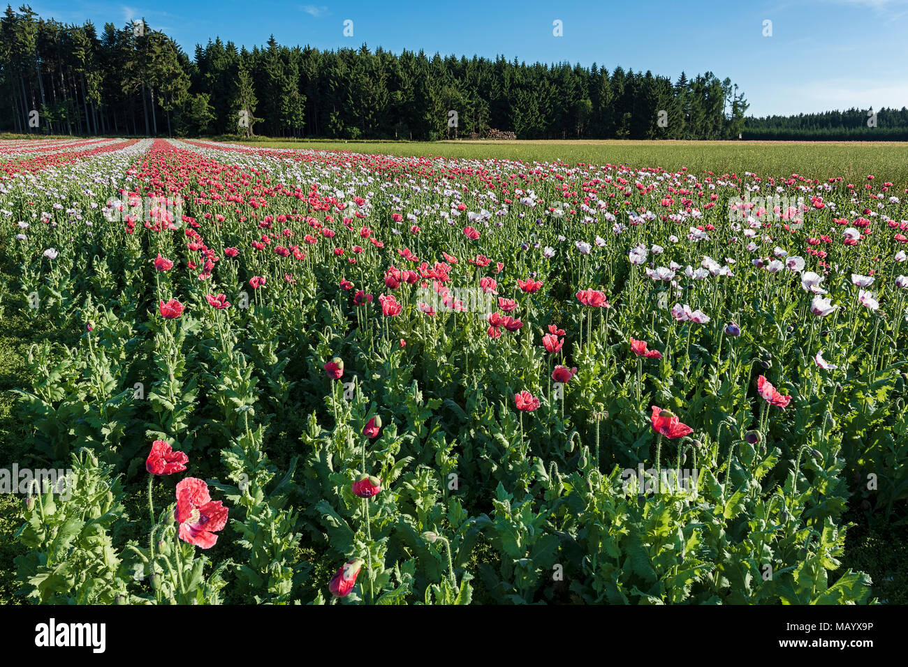 Domaine, la floraison du pavot à opium (Papaver somniferum), Basse Autriche, Autriche Banque D'Images