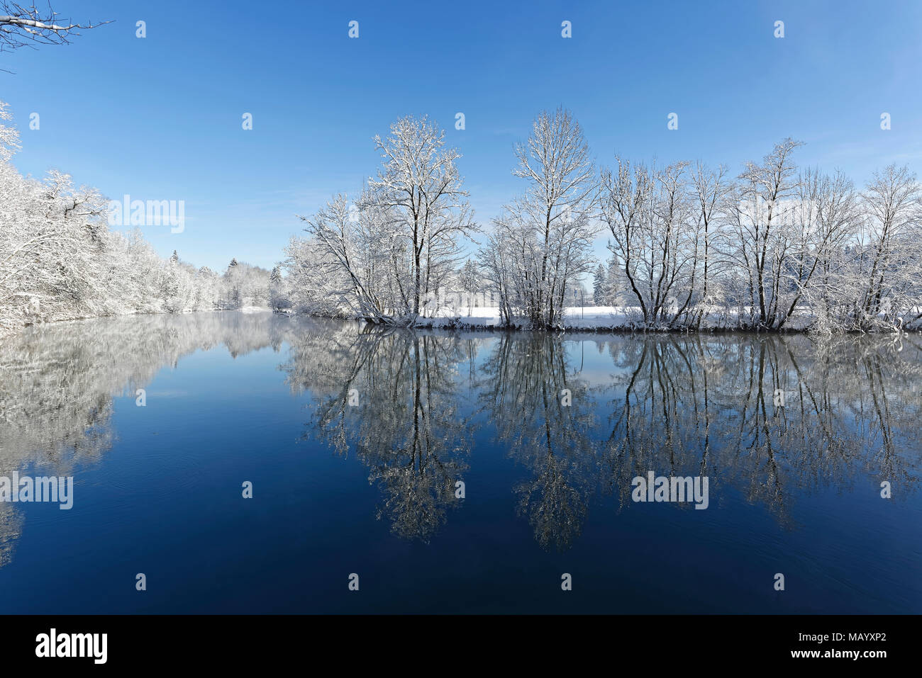 Avec la rivière Loisach arbres couverts de neige sur les rives, paysage d'hiver, Eurasburg, Haute-Bavière, Bavière, Allemagne Banque D'Images
