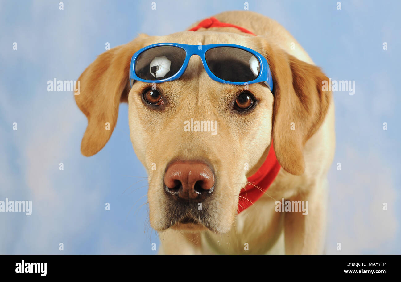 Labrador Retriever, homme, jaune, avec foulard et lunettes, animal portrait, studio shot Banque D'Images