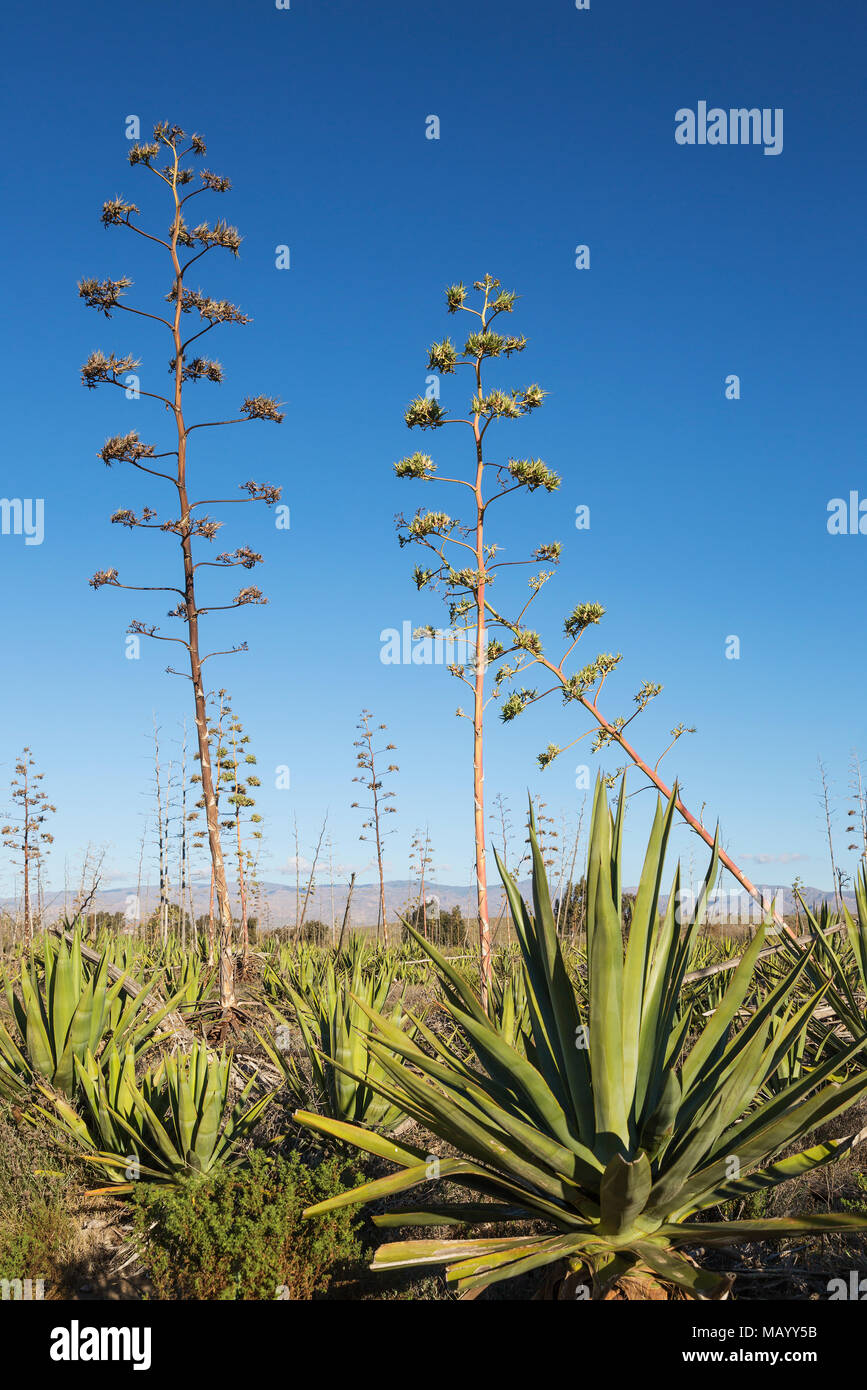 Siècle les plantes (Agave americana), la réserve naturelle de Cabo de Gata-Nijar, la province d'Almeria, Andalousie, Espagne Banque D'Images