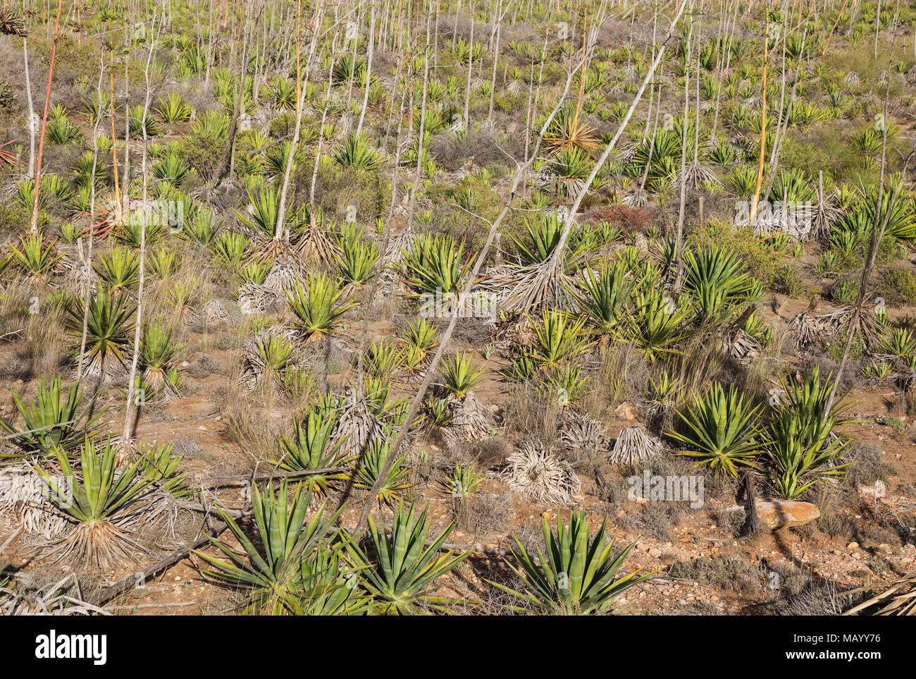 Siècle les plantes (Agave americana), la réserve naturelle de Cabo de Gata-Nijar, la province d'Almeria, Andalousie, Espagne Banque D'Images