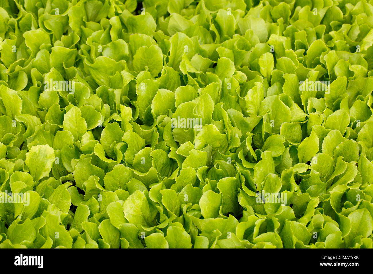 Close-up de plantules de laitue collection. L'industrie de l'Agriculture, des produits frais, la production de masse et l'échange commercial concept et background. Banque D'Images