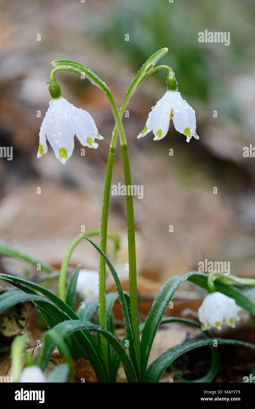Flocon de neige de printemps Leucojum vernum) (avec Morgentau, Saxe-Anhalt, Allemagne Banque D'Images