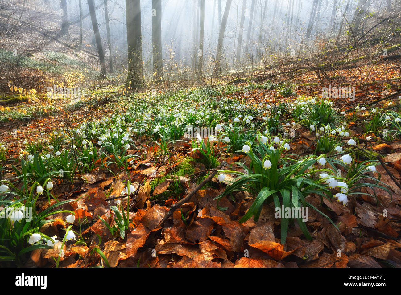Forêt inondée de lumière avec des flocons de printemps (Leucojum vernum), Ziegelrodaer Forst, Saxe-Anhalt, Allemagne Banque D'Images