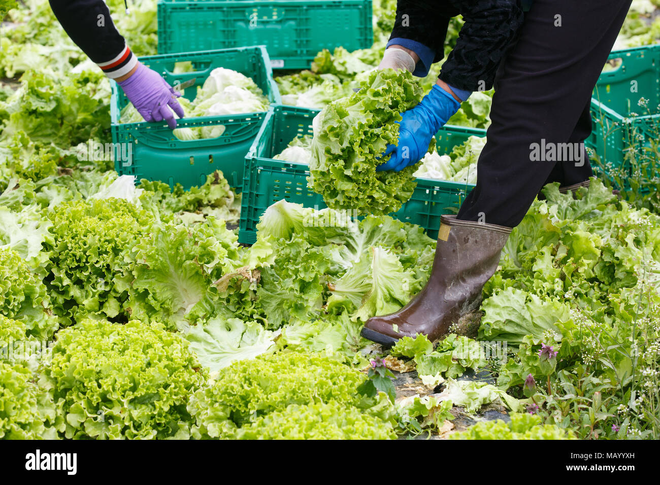 Groupe de travailleurs, de coupe et de préparation de la laitue d'emballage à la main sur une ferme de beauté. L'industrie de l'Agriculture, des produits frais, la production de masse et de commer Banque D'Images