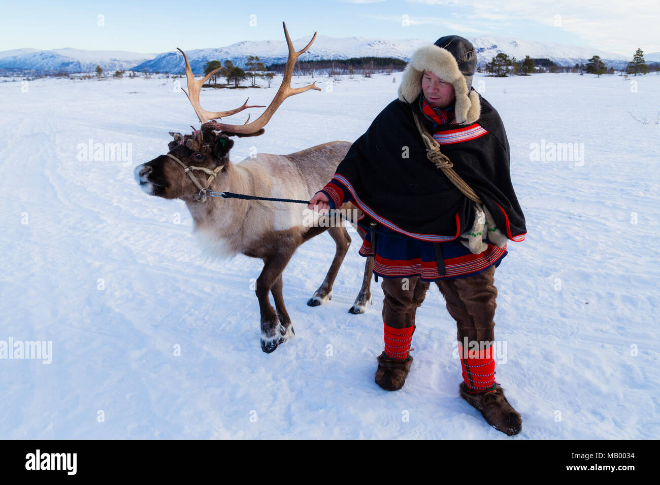 Man in traditional dress Sami, avec un renne, Villmarkssenter, près de Tromso, Norvège Banque D'Images