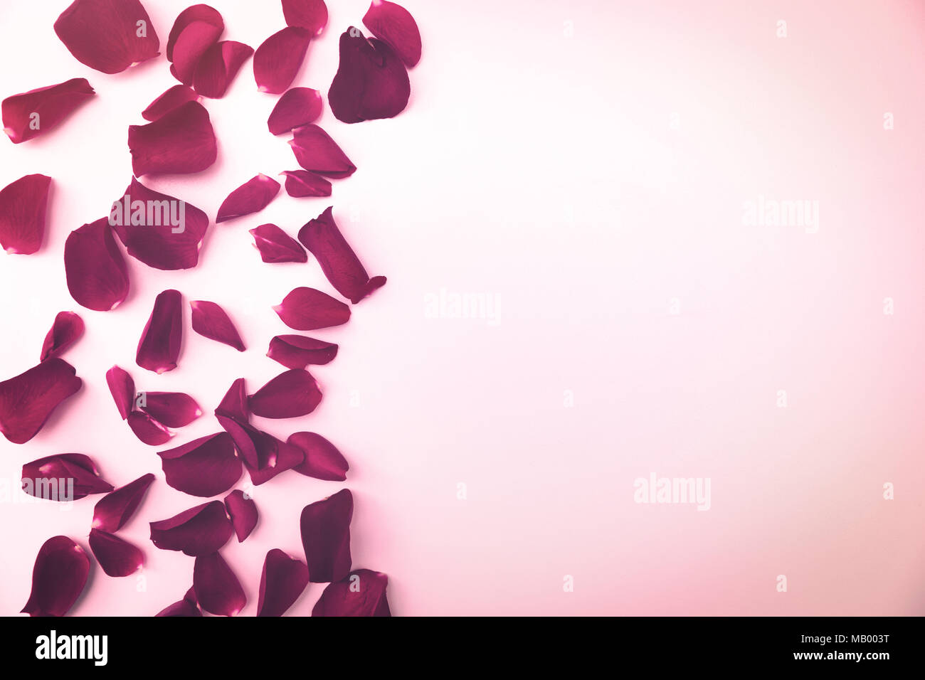 Des pétales de rose rouge avec copie espace sur fond blanc Banque D'Images