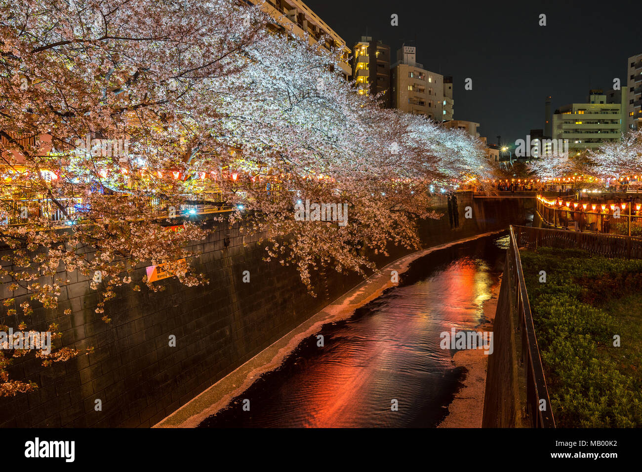 La saison des cerisiers en fleur, rivière Meguro, Tokyo, Japon Banque D'Images