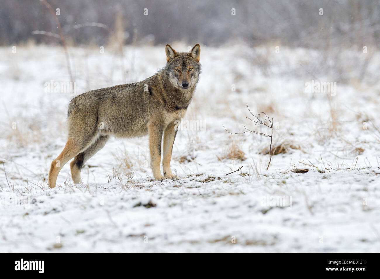 Loup eurasien (Canis lupus lupus) attentif sur une clairière en hiver, forêt des Carpates, face caméra, Forest Carpates Banque D'Images