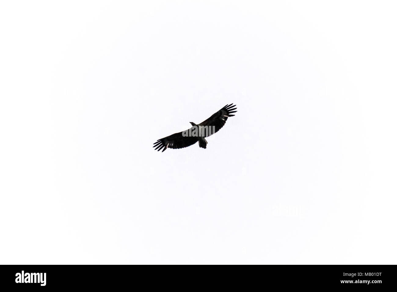 Pygargue à queue blanche, l'aigle, oiseau sauvage à Hokkaido, oiseau de proie Banque D'Images