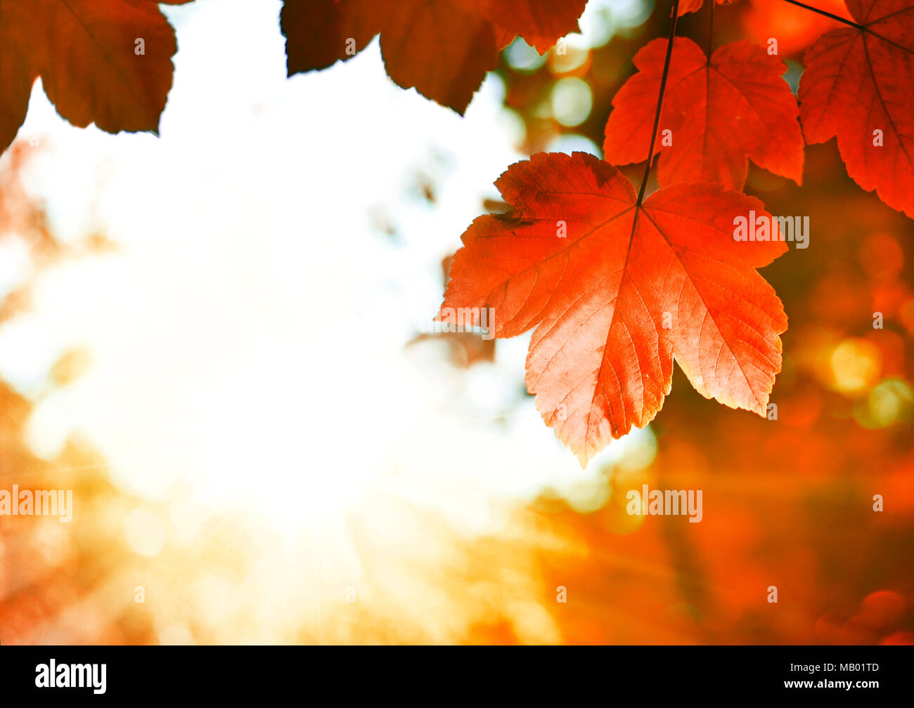 Les feuilles d'automne ou d'arrière-plan arrière-plan de l'automne avec la lumière solaire et la mise au point sélective. Feuilles d'érable de montagne au soleil avec l'exemplaire de l'espace. Cadre de la nature. Banque D'Images