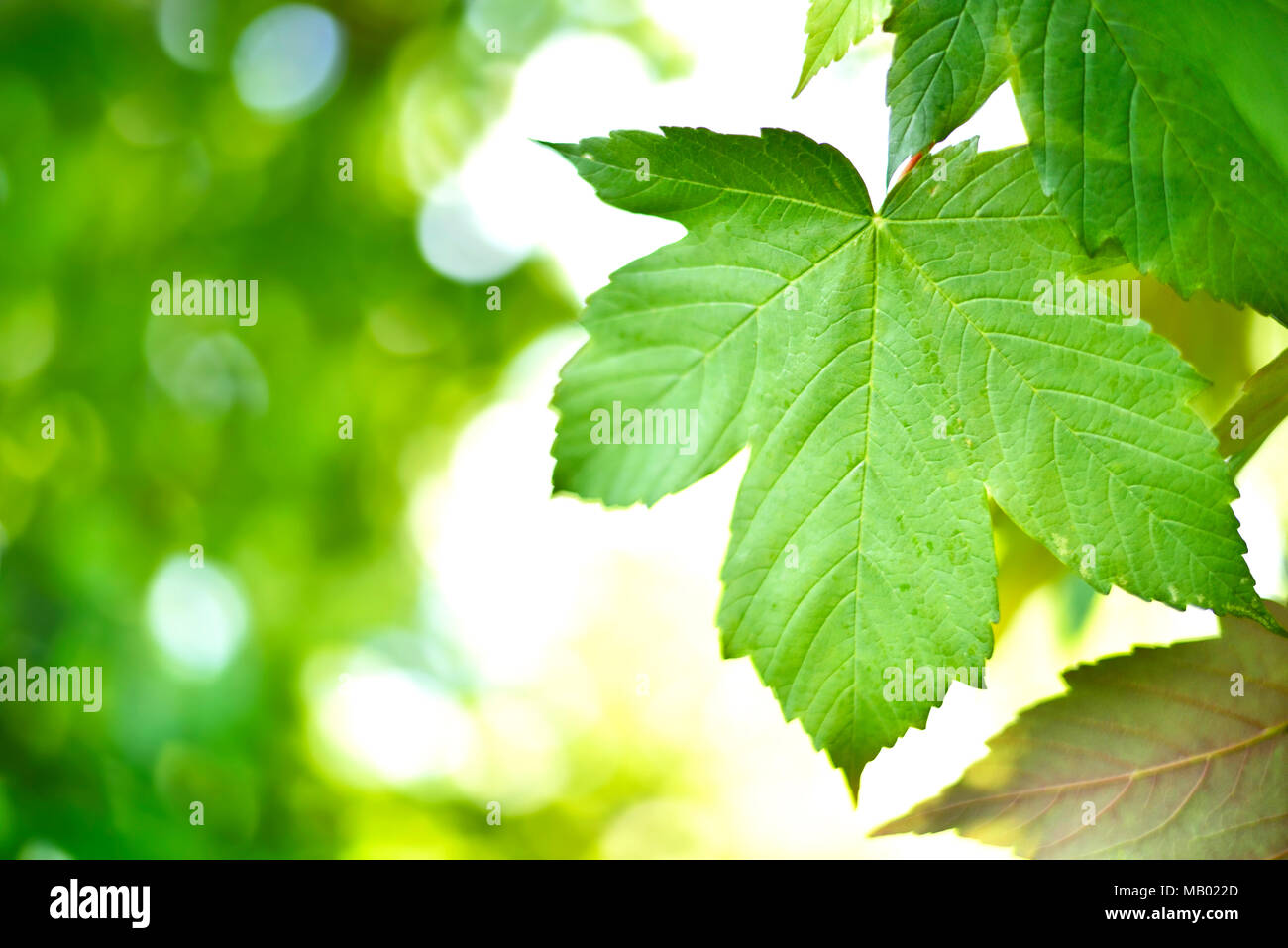 Les feuilles vertes fond d'arrière-plan ou au printemps avec la lumière du soleil et l'attention sélective. Feuilles d'érable de montagne verte au soleil avec l'exemplaire de l'espace. Cadre de la nature. Banque D'Images