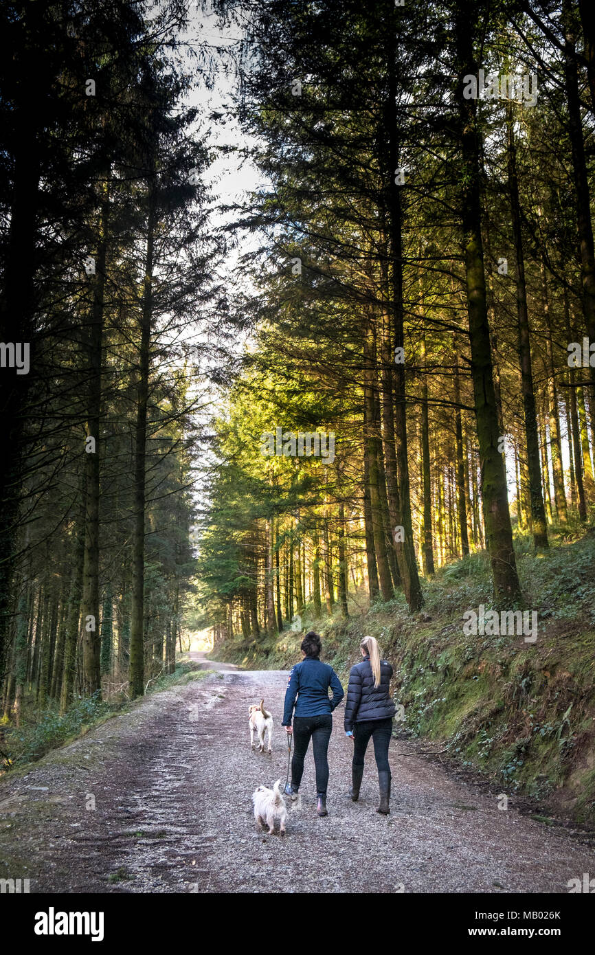 Les promeneurs de chiens à Cardinham Woods à Bodmin à Cornwall. Banque D'Images