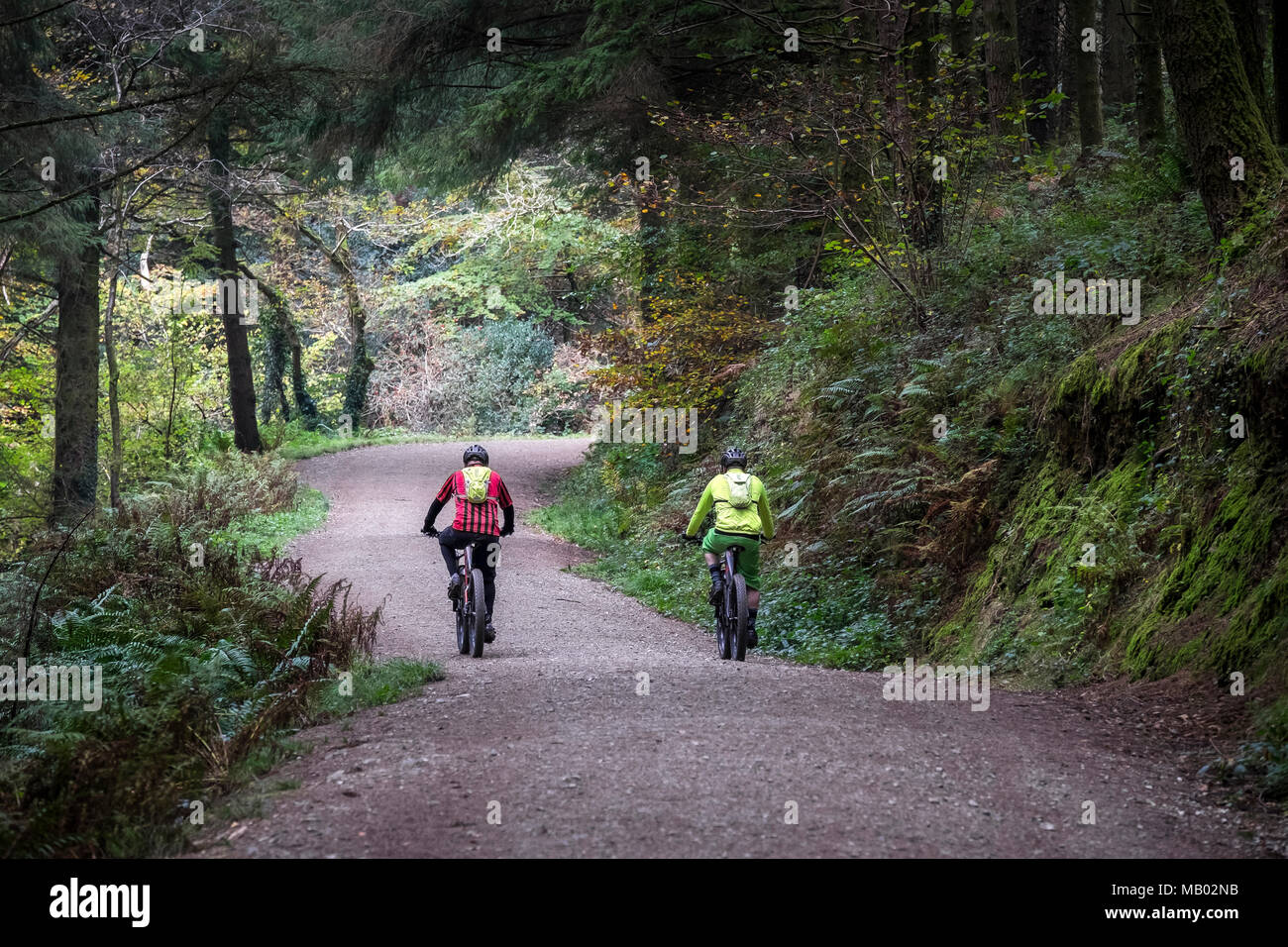 Vélo de montagne équitation le long d'une voie ferrée à Cardinham Woods à Cornwall. Banque D'Images