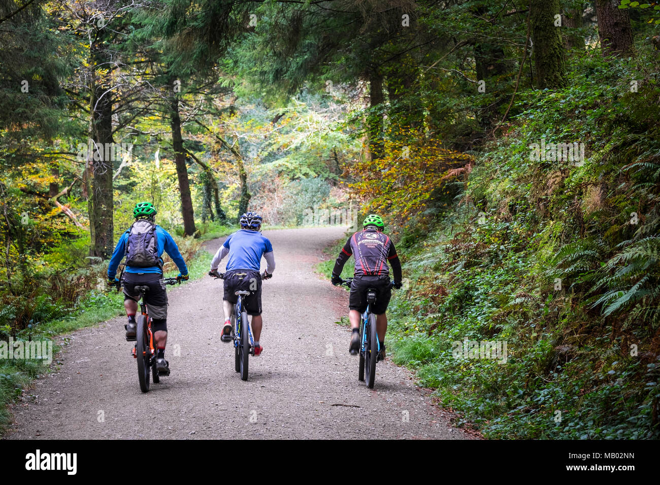 Vélo de montagne équitation le long d'une voie ferrée à Cardinham Woods à Cornwall. Banque D'Images